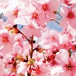 你看，花就要开了